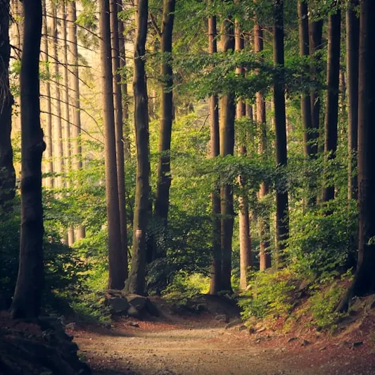 Sentier dans une forêt ensoleillée
