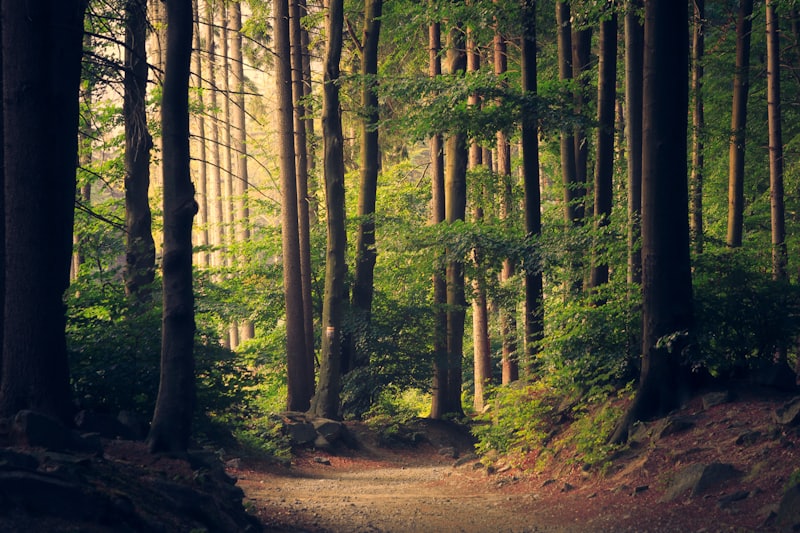 Sentier dans une forêt ensoleillée